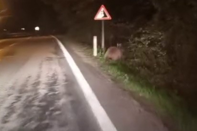 Aç Kalan Ayılar Kamerada