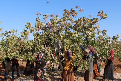 Antep fıstığı hasadı son toplanan fıstıklarla birlikte sona erdi, düşük rekolte dikkat çekti