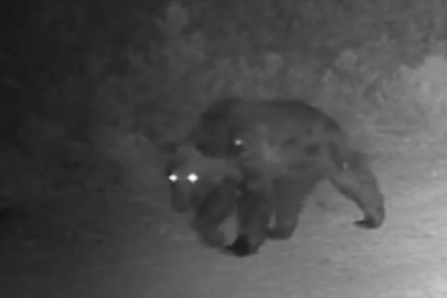 Ormanda Yiyecek Arayan Ayı Kamerada