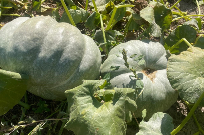Bal Kabağının Şifalı Gücü 