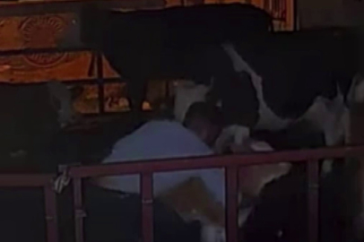 Buzağının çalınma anları kameraya yansıdı