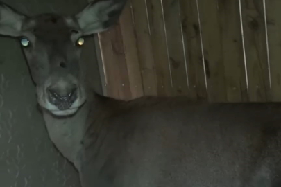 3 Dişi Kızıl Geyik, Ait Oldukları Doğal Ortama Salındı