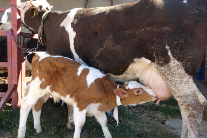 Çalınan buzağı annesine kavuştu, görüntüler duygulandırdı