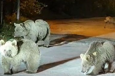 Anne Ayı ve İki Yavrusu Kameralara Yansıdı