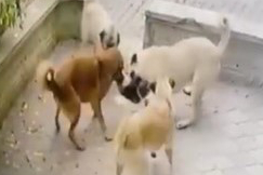 Kediye 4 Köpek Birden Saldırdı