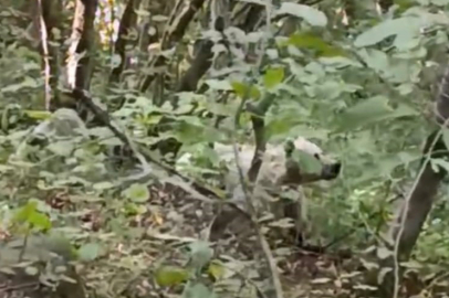 Rize’de Beyaz Ayı