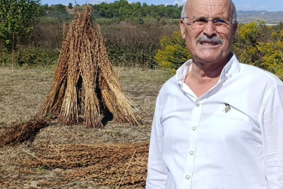 Manavgat'ta tarlada kurutulan 100 kilogram altın susamı çaldılar