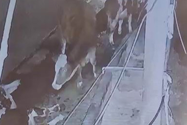 At Çiftliğe Yıldırım Düştü