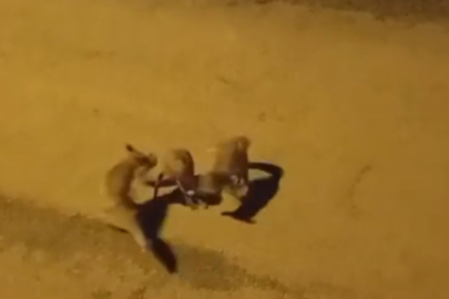 3 Tilkinin Sokakta Oyun Oynamaları Kamerada