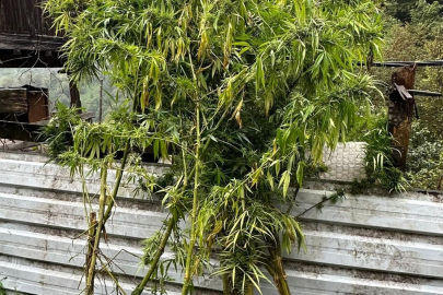 Artvin'de Uyuşturucuya Geçit Yok