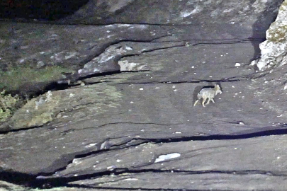 Kurtlar Dehşet Saçıyor