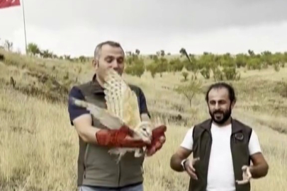 Tedavisi yapılan peçeli baykuş, yeniden yaban hayata bırakıldı