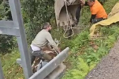 Yoldan aşağıya yuvarlanan inek bulunduğu yerden vinçle kurtarıldı