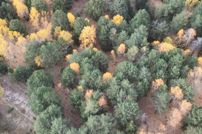 Sarıçam Ormanları'nda kartpostallık görüntüler oluştu