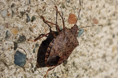 "Samuray arısı doğaya salınıyor"