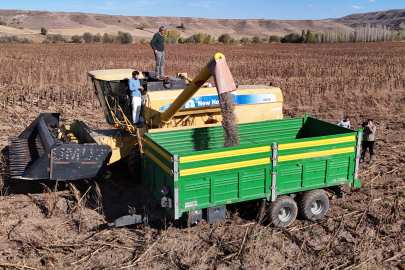 İlkbahar aylarında toprakla buluşan ayçiçeklerin hasadı başladı