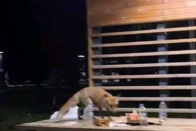 Doğum Günü Partisine Yavru Tilki Sürprizi