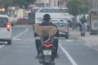 Motora Artçı Olarak Binen Köpek Görenleri Şaşırttı