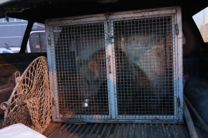 Vatandaşlar tarafından beslenen yavru ayılar, koruma altına alındı