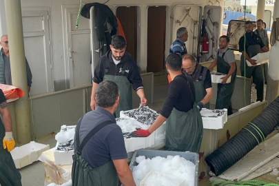 Hamsi bol palamut, lüfer, çinekop az