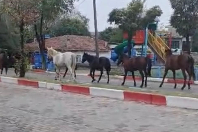 Başıboş dolaşan atlar, trafikte tehlike oluşturdu