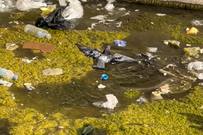 Öğretmenin fark ettiği yaralı güvercin kurtarıldı