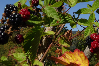 Organik Böğürtlenle Şifa Dağıtıyor
