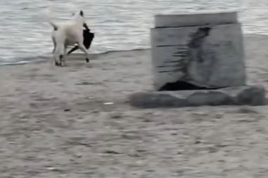 Sokak köpeği, plajda bir kadının çantasını kapıp kaçtı