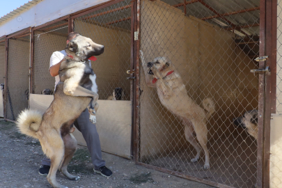 "Gücü, sürati ve karakteriyle kangallar tartışmasız liderdir"