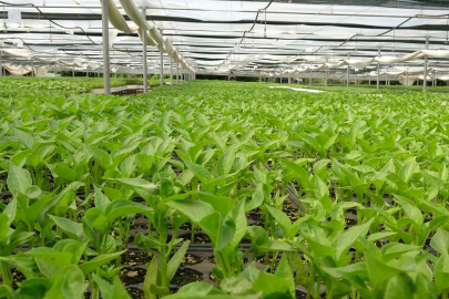 "Ata tohumları yeniden tarıma kazandırılırsa ilaçsız ve gübresiz üretim mümkün olur"