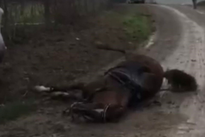 Kocaeli'de Kaçak Elektrik, İki Attan Birini Telef Etti