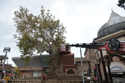 346 Yaşındaki Asırlık Çınar Koruma Altında