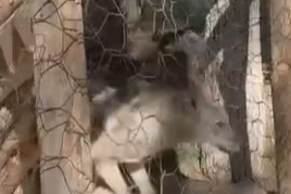 Kafeste tutulan kurt, jandarma ekiplerinin çalışması sonucu kurtarıldı