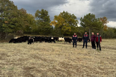 Kütahya'da kayıp 70 keçi, jandarma tarafından bulundu