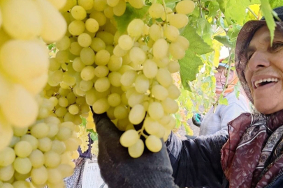 Manisa'da örtü altındaki üzüm bağlarında hasat hız kesmeden devam ediyor