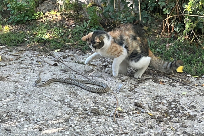 Kediyle yılan arasında yaşanan mücadele cep telefonu kamerasına yansıdı