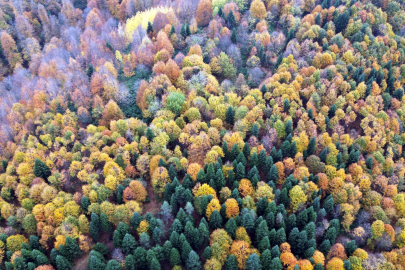 Sakarya'da renk cümbüşü havadan görüntülendi
