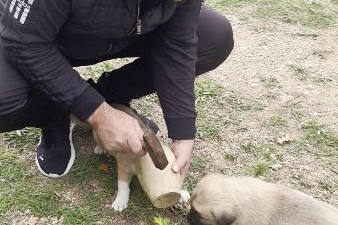 Yavru Köpek, Oyun Oynarken Kafasını Testinin İçine Sıkıştırdı
