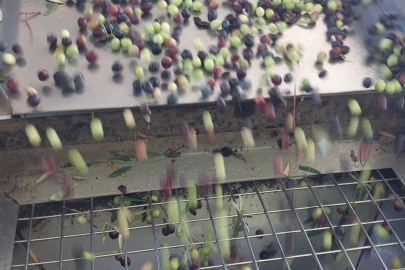 Zeytin Yağı Mesaisi Başladı