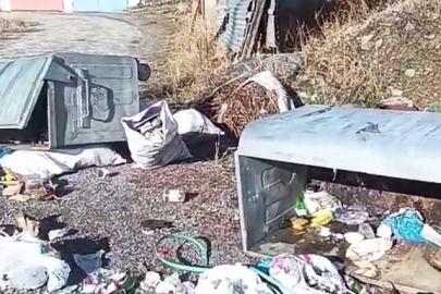 İki Boz Ayı Köylüleri Canından Bezdirdi