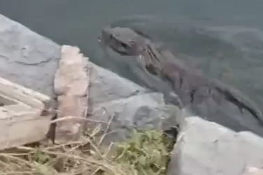 Nesli Tükenmekte Olan Su Samuru Kameralara Yansıdı