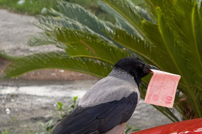 10 TL'sini Karga Çaldı