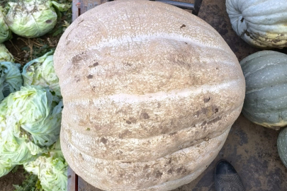 51 Kiloluk Dev Kabak