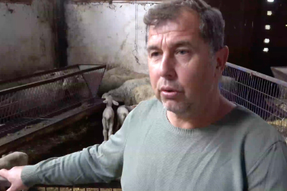 Annesi ve kardeşleri ölen kuzunun ayakta kalma mücadelesi yürek burktu