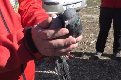 Mutlu sonla biten hikaye: Günlerdir aç ve susuz olan güvercin özgürlüğüne kavuştu
