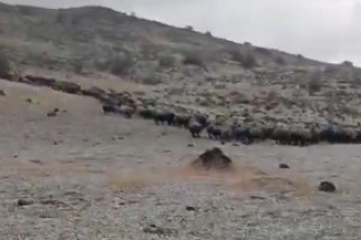 Elazığ'da sürü sahibi yıldırım düşmesi sonucu yaralanmıştı