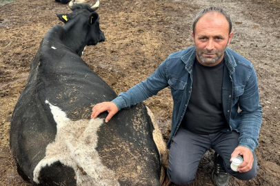 Şap Hastalığı Besicileri Mağdur Etti