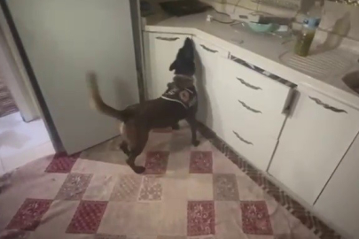 Uyuşturucu Tacirleri, Narkotik Köpeği Alis'den Kaçamadı