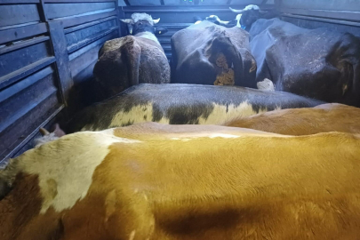 Artvin’de film gibi hayvan hırsızlığı