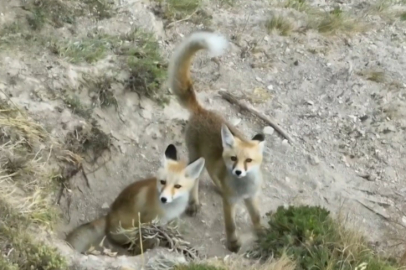 Anne tilki ve iki yavrusu, yuvalarında drone ile görüntülendi